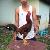 ไก่ชน🐔🐉กอแก้วฟาร์ม ภูเขียว ชัยภูมิ