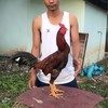 ไก่ชน🐔🐉กอแก้วฟาร์ม ภูเขียว ชัยภูมิ
