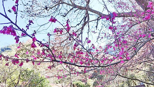 2022武陵農場！詳細的地圖、必拍景點、必玩的特色、賞花地點、門票價格、住宿資訊、導覽、接駁車、客運班次資料完整介紹