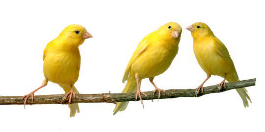7 Jenis Kenari Yang Populer Di Indonesia Harganya Capai Belasan Juta Merdeka Com Line Today