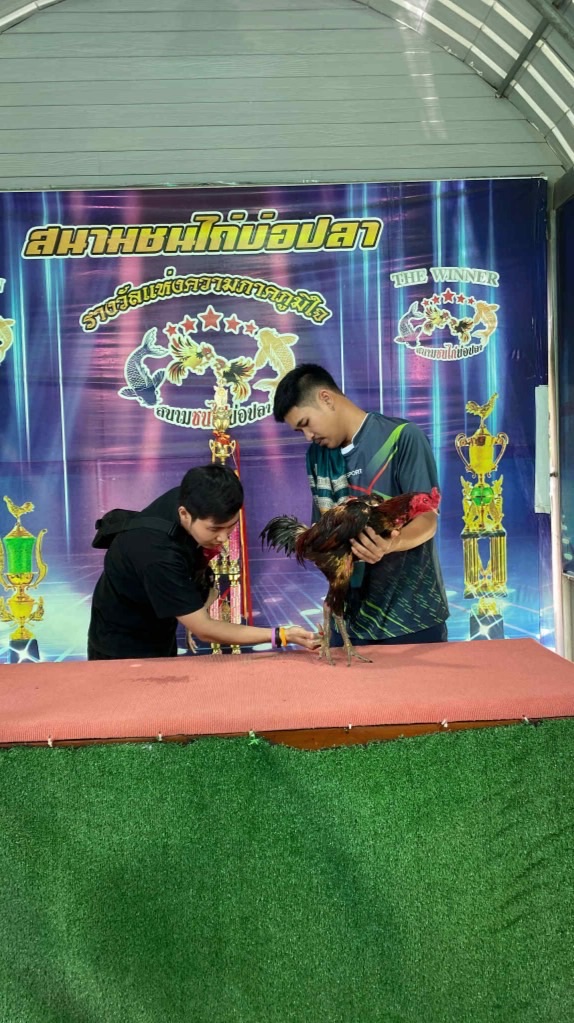 🐓ซุ้ม พิราบขาว (พัฒนาพม่าเลือด100สายตีตา)🏆