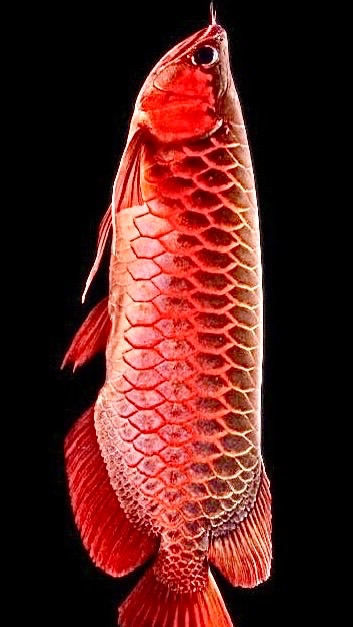 魚群聚集地