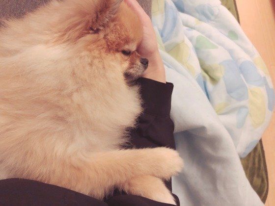 添い寝犬 最高 飼い主さんに寄り添いたい時の犬のホンネ