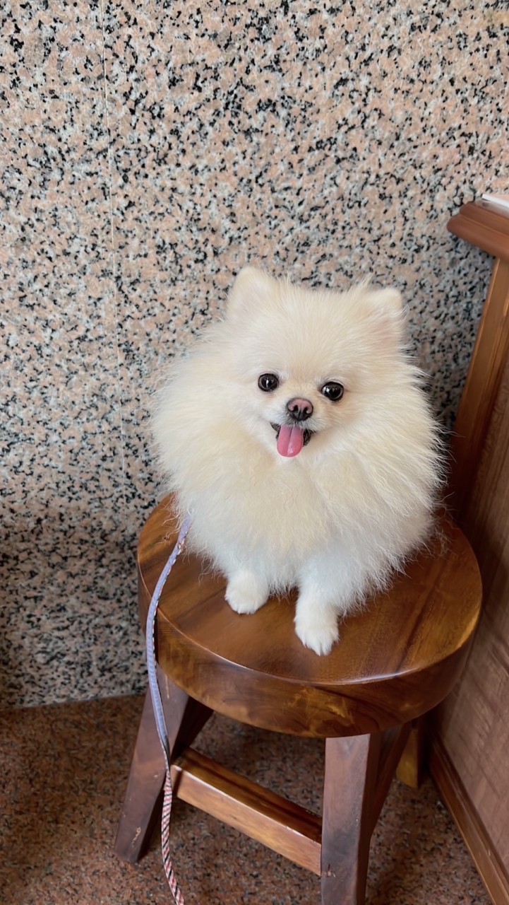 安平歪嘴雞團購