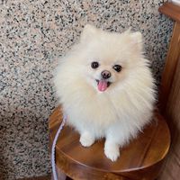 安平歪嘴雞團購