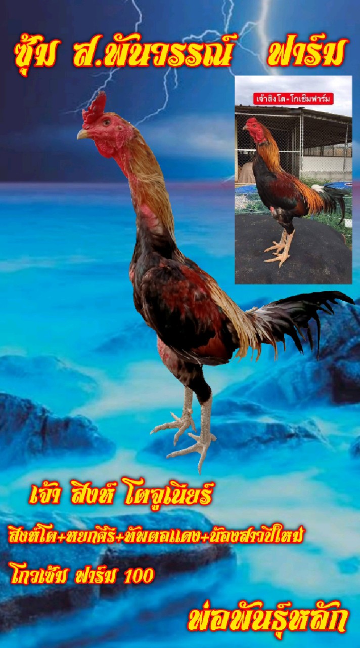 🐓💤ไก่ชน สายเลือดโกวเซ้มฟาร์ม100 สายเลือด ส.มีสุวรรณ100🐓💤
