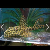 笑談魚經