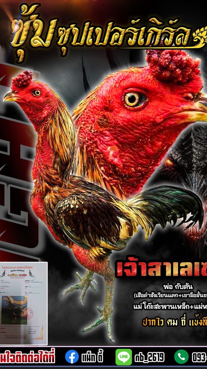 ไก่ชนสุพรรณ ซุปเปอร์เกิร์ล ผู้หญิงขายไก่
