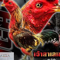 ไก่ชนสุพรรณ ซุปเปอร์เกิร์ล ผู้หญิงขายไก่
