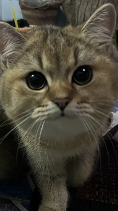 ร้านจุ๋มปื้ด เพลิน เพลิน คอนโด (ม. กรุงเทพ)