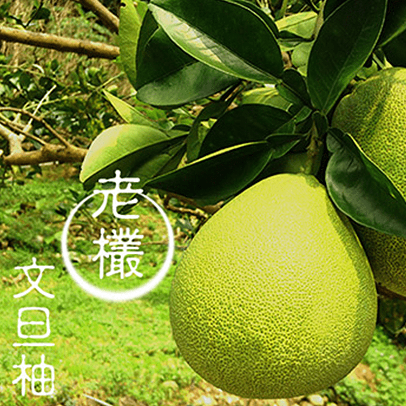 鶴岡精選50年老欉文旦，經由果農細心照料，栽培出一顆顆碩大飽滿的文旦，散發著淡淡柚香，外皮極薄，果肉豐厚，細緻軟Q且香甜多汁，入口回甘，每一口都是頂級享受！由產地新鮮直送，中秋佳節與家人一起邊賞月邊享