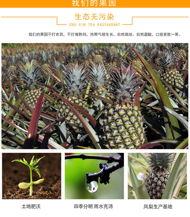 鮮活菠蘿果醬刨冰醬冰粥果醬 黑森林菠蘿果醬◆濃縮飲料鳳梨果醬3KG