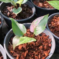 โชคเก้าชั้นโดยแทนอินทัช
