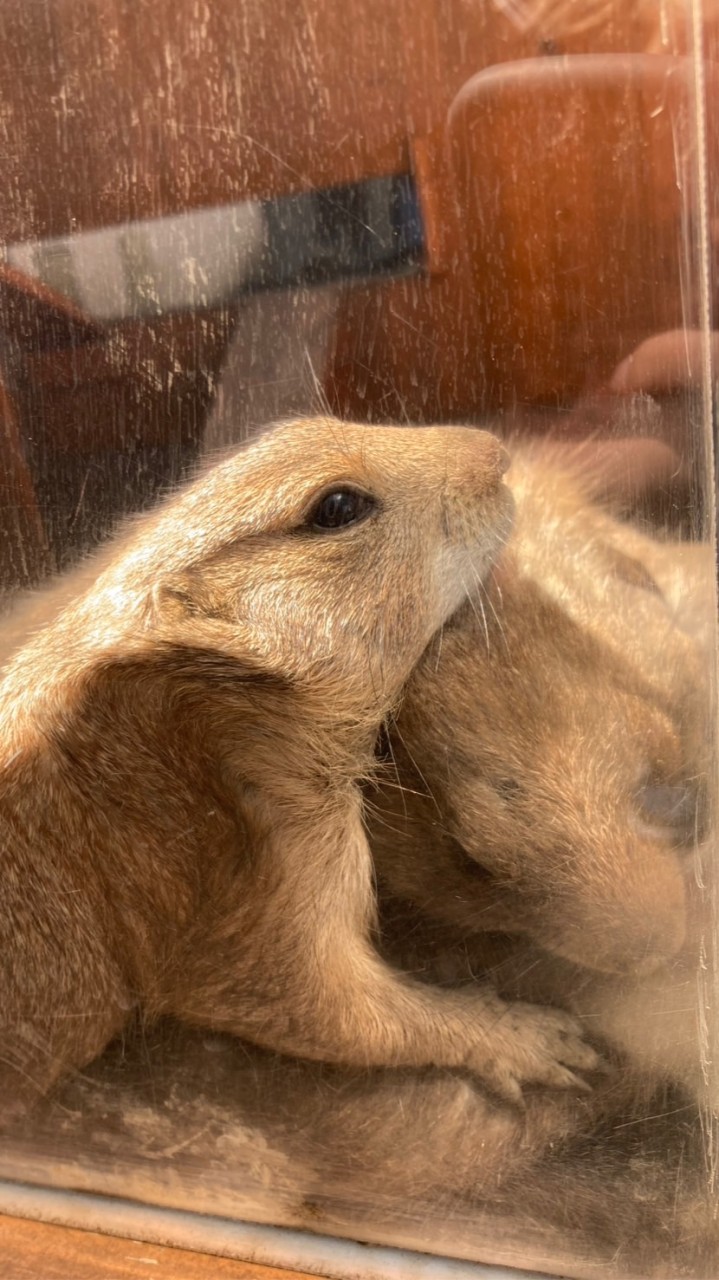 天才が入るオプ