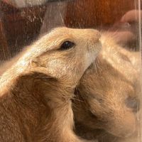 天才が入るオプ