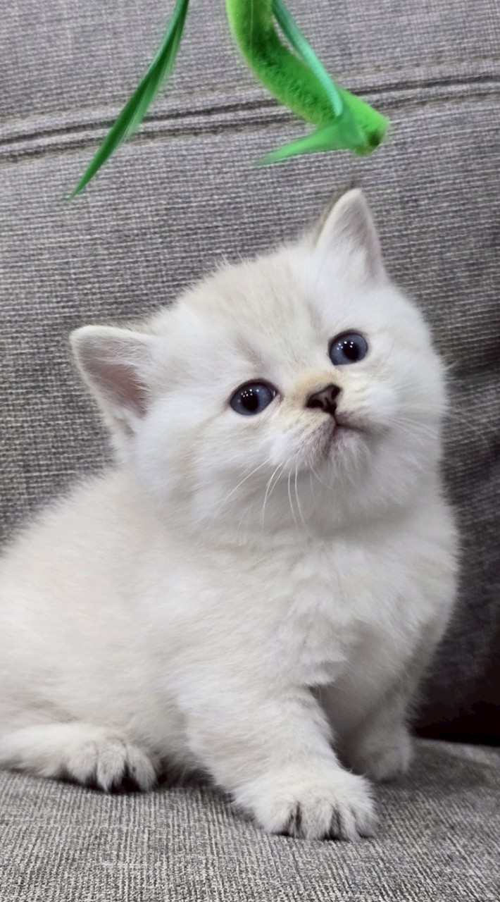 愛樂妮•貓職人團購🐈‍⬛
