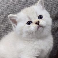 愛樂妮•貓職人團購🐈‍⬛