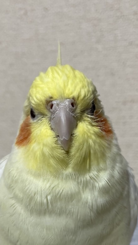 オカメインコ好きな方！