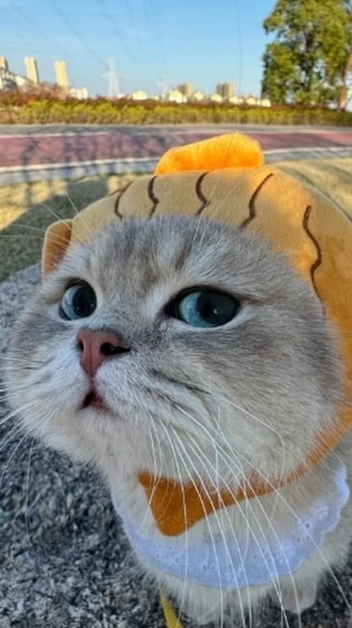 meowmoewsquishy