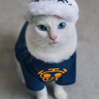 有名人集めます