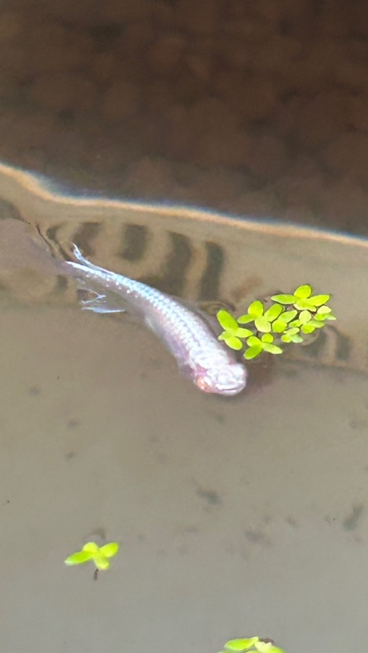 ⭐️メダカ愛好沖縄限定⭐️