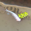 ⭐️メダカ愛好沖縄限定⭐️