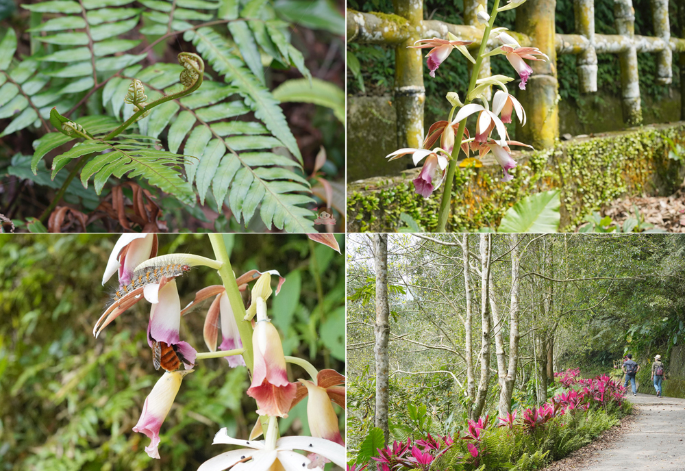 宜蘭.礁溪 臺灣的抹茶冰淇淋山，網美級小百岳仙境，挑戰聖母山莊步道，順收五峰旗瀑布