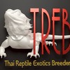 Exotics markets ซื้อขายแลกเปลี่ยน ประมูลสัตว์ by T.R.E.B