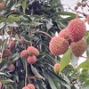 6/22彰化芬園黑葉採荔枝，愛護小農