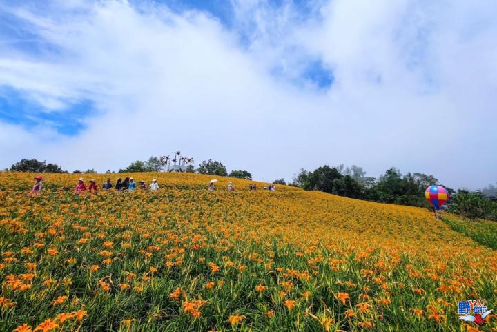 2023赤柯山金針花海必拍推薦8大景點 @Ya!Travel 野旅行新聞網