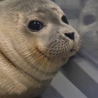 8/19-8/23海豹日本連線代購