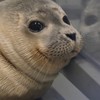 8/19-8/23海豹日本連線代購