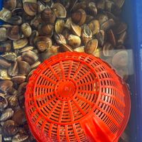 宗宸鮮魚行（嘉義魚市場埤竹路52號）