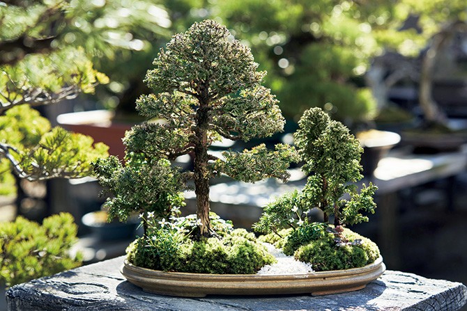 自然の風景を鉢に再現 彩花流盆栽家元にならう 小さな盆栽 の作り方