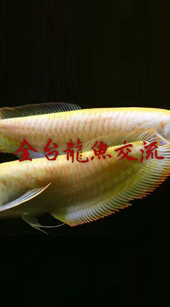 全台龍魚交流版