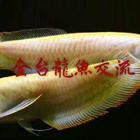 全台龍魚交流版