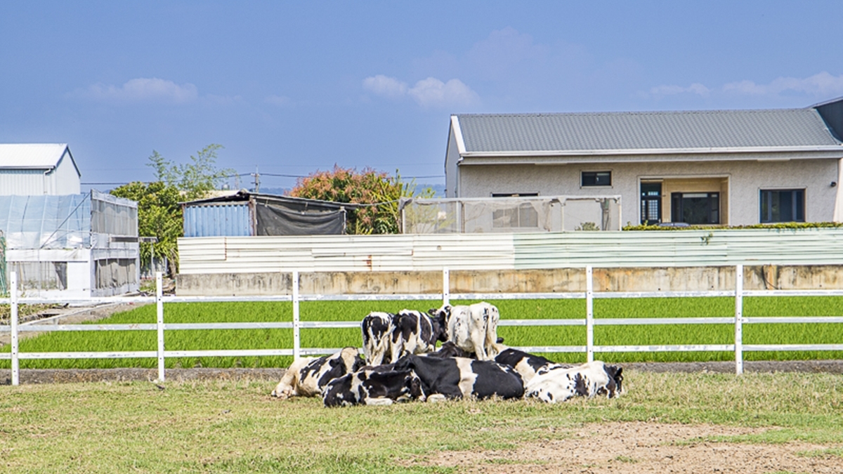 才不是景點沙漠！彰化、雲林８免門票景點：超萌乳牛牧場、全台最大寺廟公園