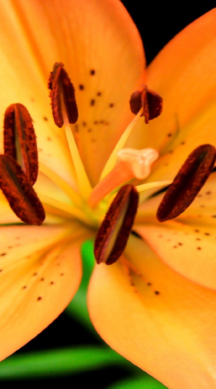 かおるの部屋のオープンチャット