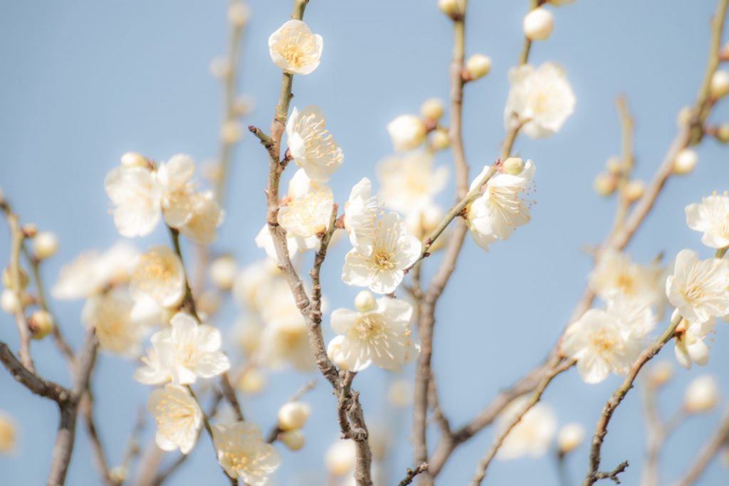 新年號「令和」出自萬葉集，萬葉集是一本怎樣的書呢？
