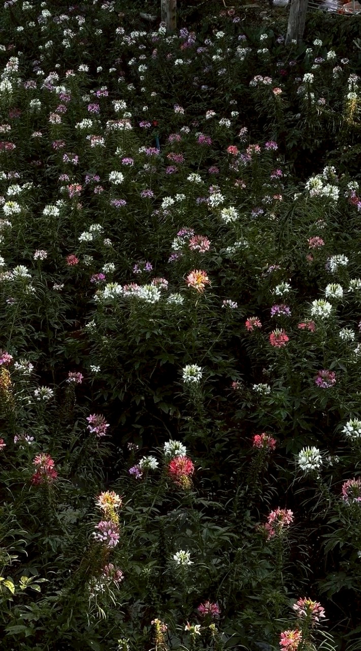 เรียนจีนกับถิงถิง