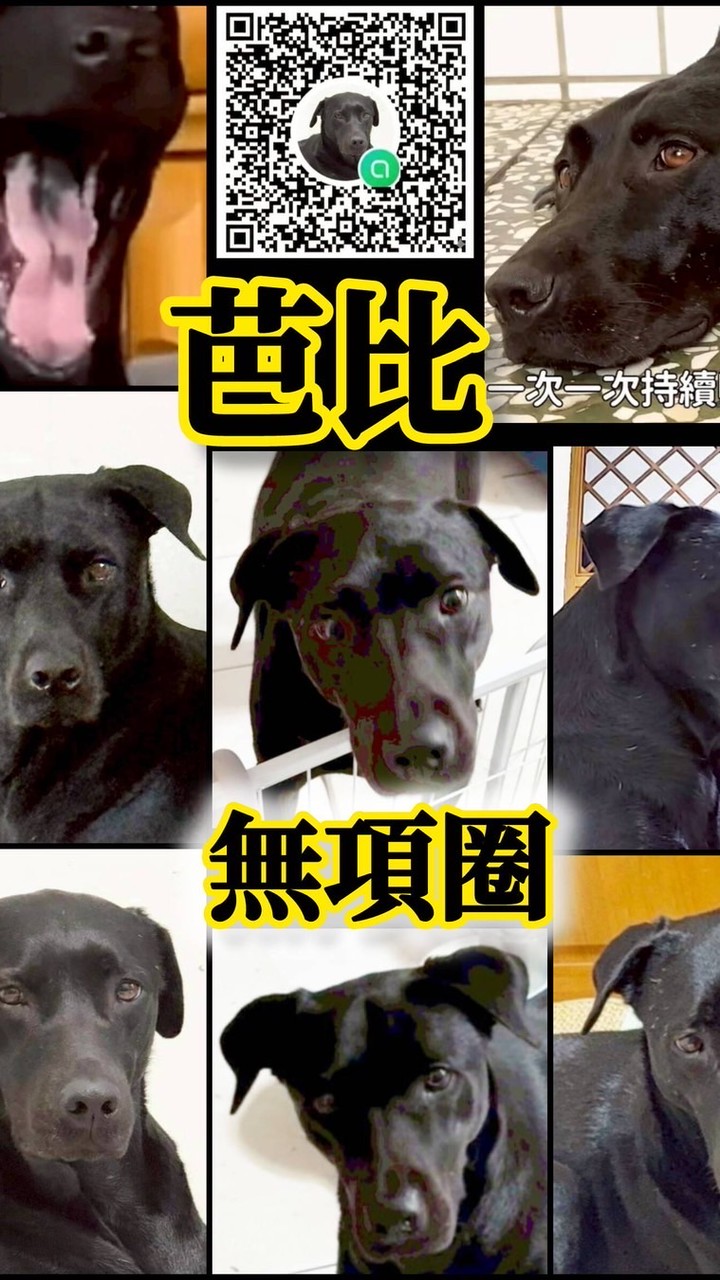 協尋北區毛小孩
