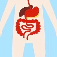 從「腸」計議｜讓健康更有底氣