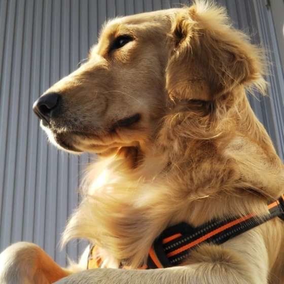 大型犬を飼ってみたい その前に知っておくべき8つのこと