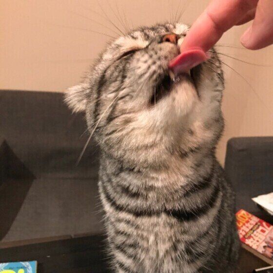 猫が飼い主さんをペロペロ舐める心理