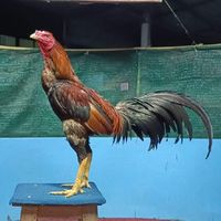 ซุ้มโตนไต้ซิตี้