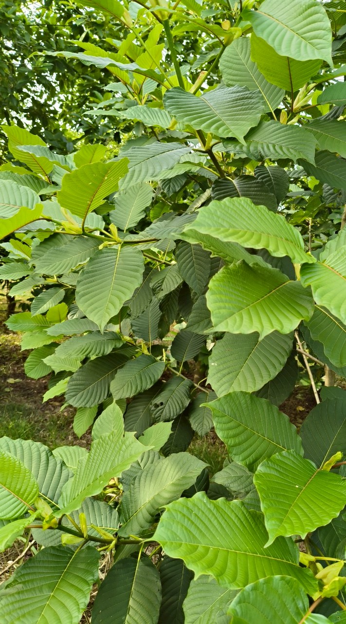 แม่ครูดูใบ