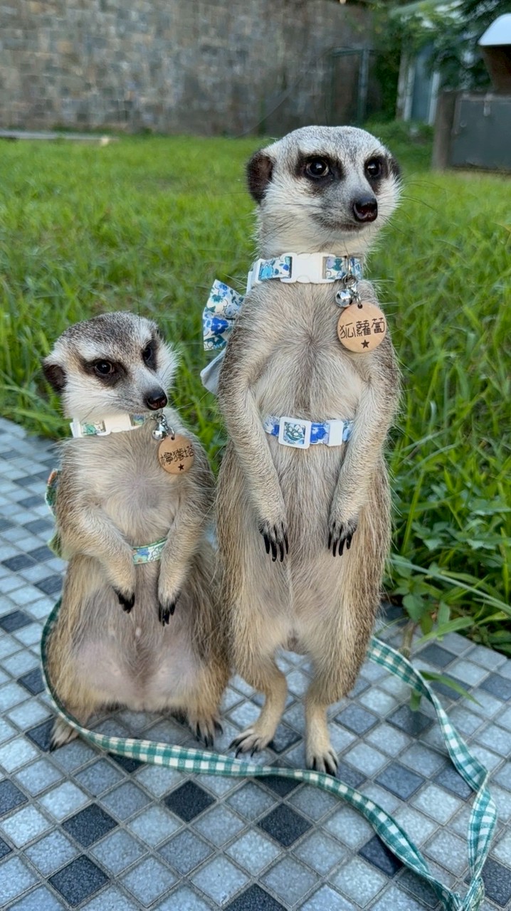 丁滿／狐獴大小事－生活分享、飼養討論、周邊買賣