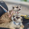 丁滿／狐獴大小事－生活分享、飼養討論、周邊買賣