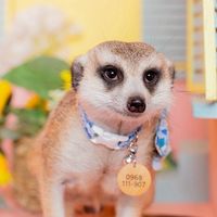 丁滿／狐獴大小事－生活分享、飼養討論、周邊買賣