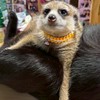丁滿／狐獴大小事－生活分享、飼養討論、周邊買賣